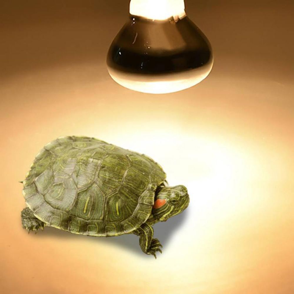 Hagedisverwarmer warmtelamp UV - Basking Bulb Halogen recensie en prijs